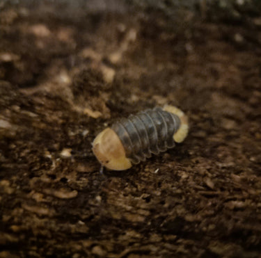 Rubber ducky isopod for sale